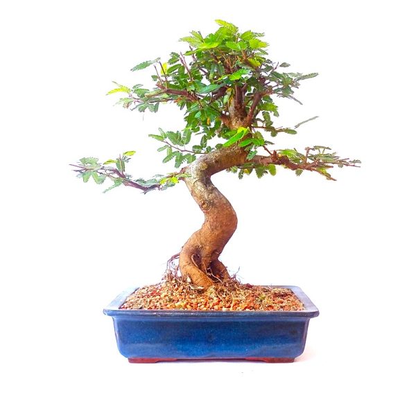 Bonsai de Caliandra Rosa