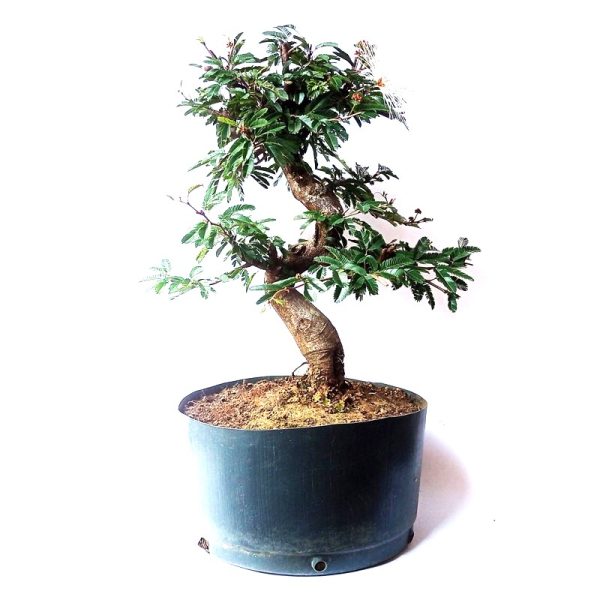 Pré Bonsai de Caliandra Rosa