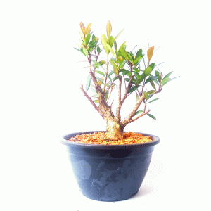 Pré Bonsai de Cereja Anã