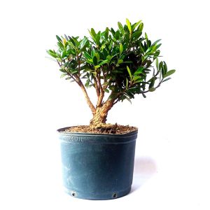 Pré Bonsai de Cereja Anã