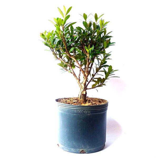 Pré Bonsai de Cereja Anã