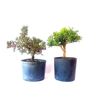 Kit procumbens + Buxus Harlandii