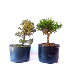 Kit procumbens + Buxus Harlandii