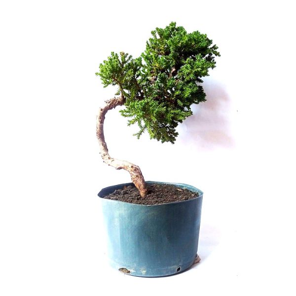 Pré Bonsai de Junípero Procumbens