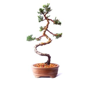 Bonsai de Junípero Procumbens