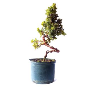 Pré Bonsai de Junípero Procumbens