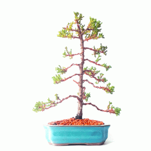 Bonsai de Junípero Procumbens