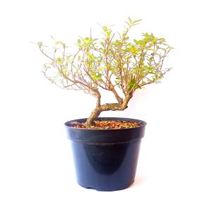 Pré Bonsai de Serissa Chinesa