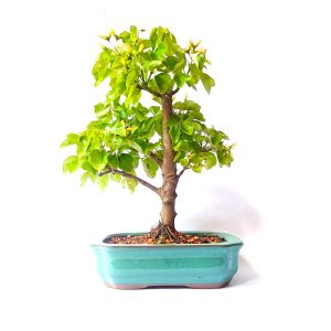 Bonsai de Acer Formosanum (Pé de pato)