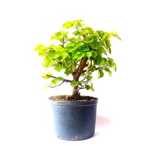 Pré Bonsai de Acer Formosanum (Pé de pato)