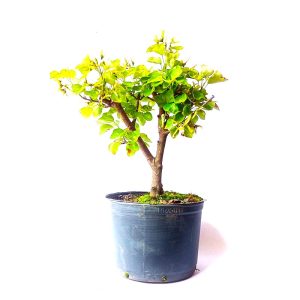 Pré Bonsai de Acer Formosanum (Pé de pato)