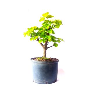 Pré Bonsai de Acer Formosanum (Pé de pato)