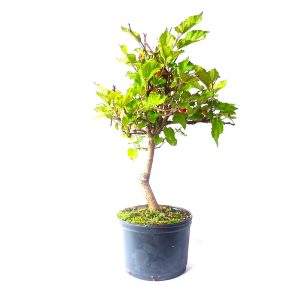 Pré Bonsai de Amoreira