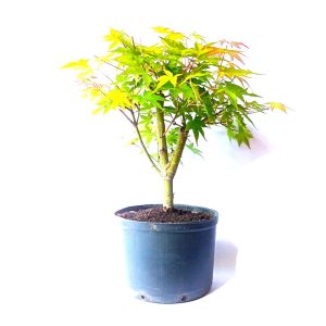 Pré Bonsai de Acer Palmatum