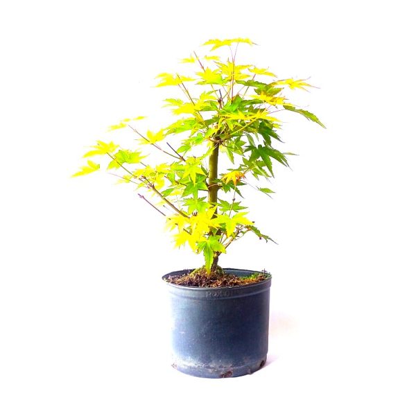 Pré Bonsai de Acer Palmatum