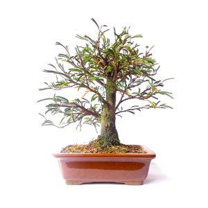 Bonsai de Caliandra Rosa