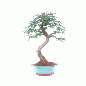 Bonsai de Caliandra Rosa