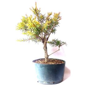 Pré bonsai de Callistemon