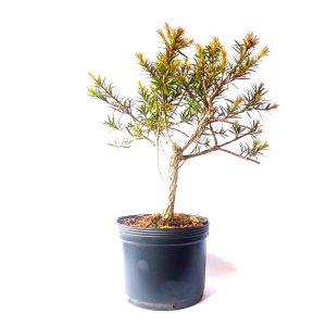 Pré Bonsai de Callistemon