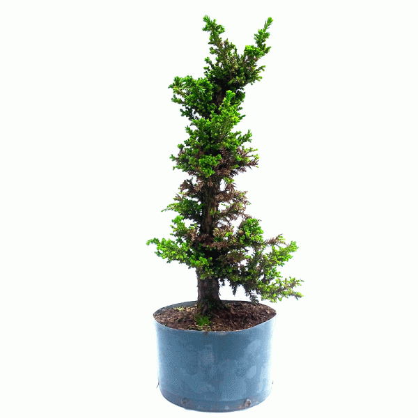 Pré bonsai de Criptoméria