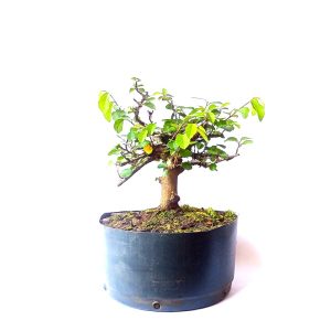 Pré Bonsai de Grewia Occidentalis