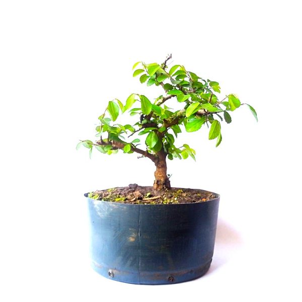 Pré Bonsai de Grewia Occidentalis