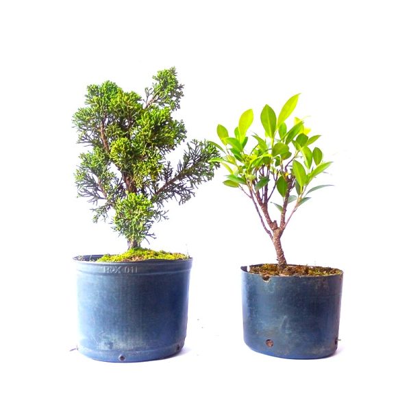 Kit com 01 Pré Bonsai de Shimpaku + 01 Pré Bonsai de Fícus Tiger Bark; Mudas jovens para estilizar e cultivar desde pequeno.