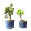 Kit Pré Bonsai de Shimpaku 03 anos + Pré Bonsai de Fícus Tiger Bark 03 anos - Imagem 2
