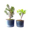 Kit Pré Bonsai de Shimpaku 03 anos + Pré Bonsai de Fícus Tiger Bark 03 anos - Imagem 3