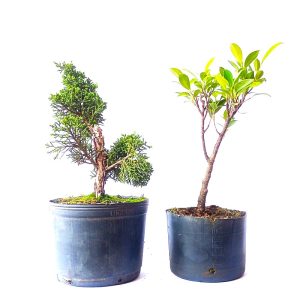 Kit com 01 Pré Bonsai de Shimpaku + 01 Pré Bonsai de Fícus Tiger Bark; Mudas jovens para estilizar e cultivar desde pequeno.