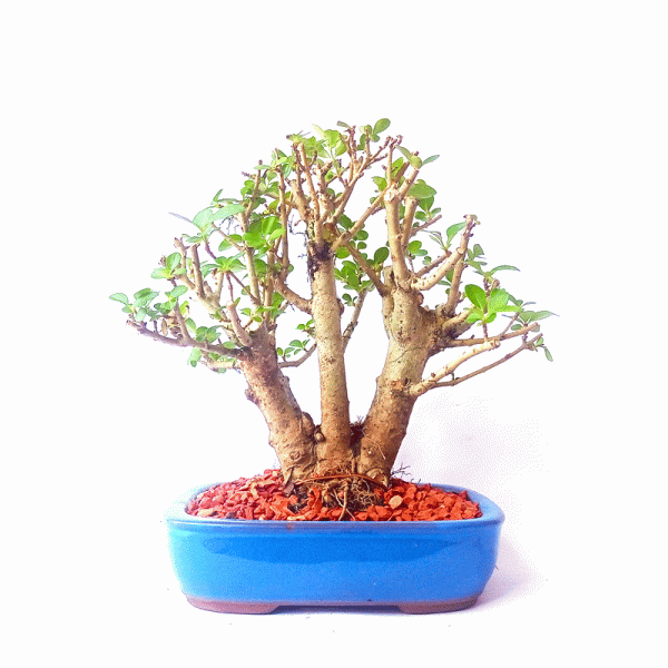 Bonsai de Ligustrum Ovalifolium
