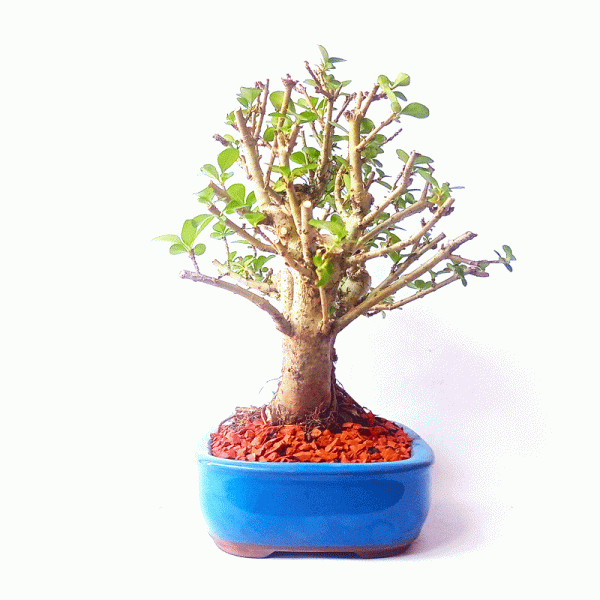 Bonsai de Ligustrum Ovalifolium 6 Anos - Image 2