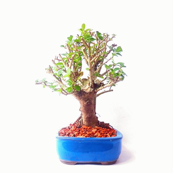 Bonsai de Ligustrum Ovalifolium 6 Anos - Image 4