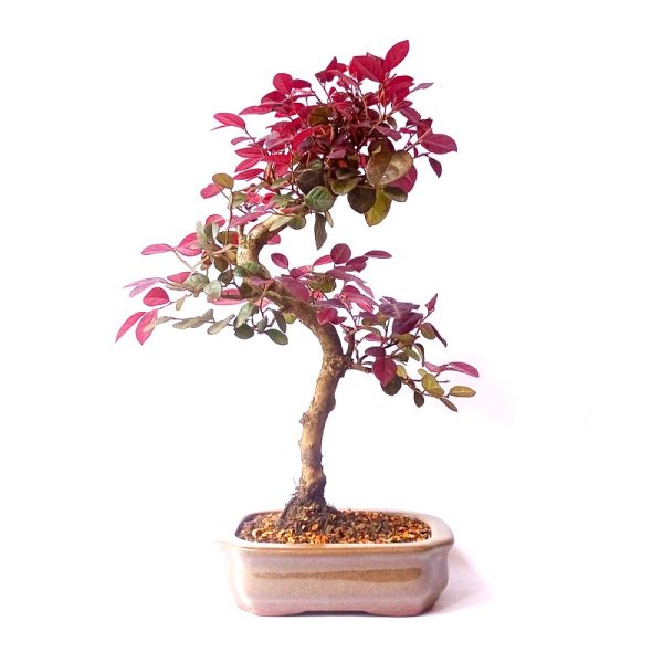 Bonsai de Loropetalum Rubrum