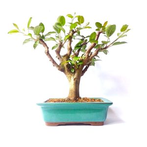 Bonsai de Maça Anã