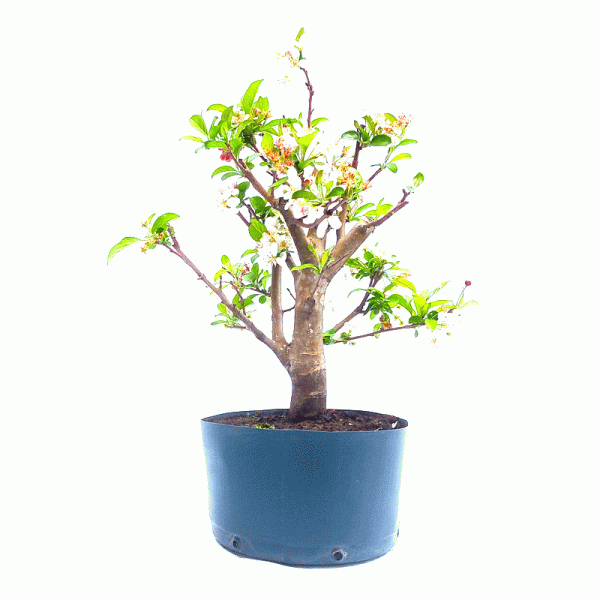 Pré Bonsai de Maça Anã