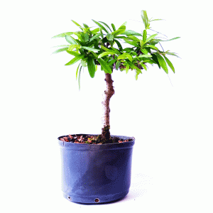 Pré Bonsai de Piracanta cor Laranja