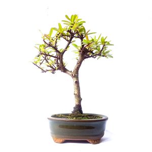 Bonsai de Piracanta cor Laranja