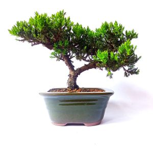 Bonsai de Junípero Procumbens