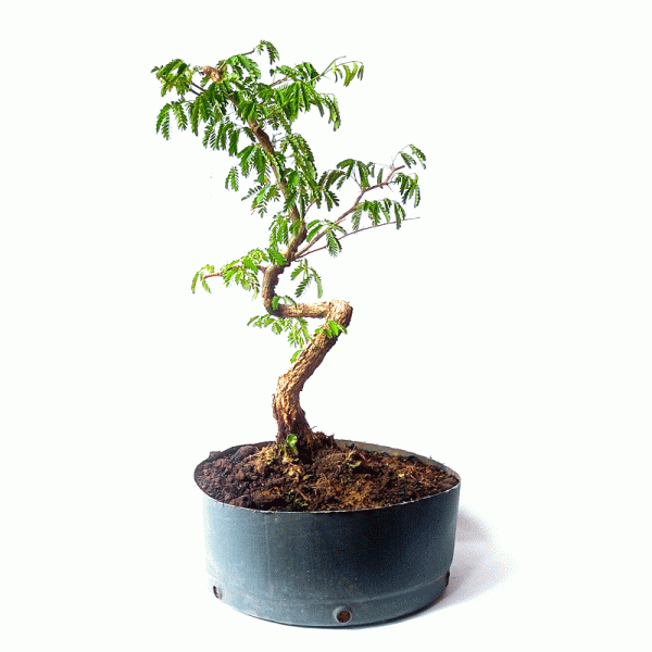 Pré Bonsai de Pithecolobium (var. Dumosum)