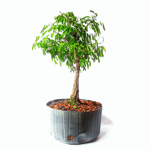 Pré Bonsai de Pithecolobium (var. Dumosum)