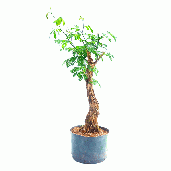 Pré Bonsai de Pithecolobium (var. Dumosum)