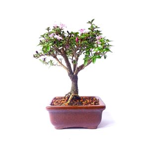 Bonsai de Serissa Flor Rosa