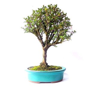 Bonsai de Serissa cor rosa