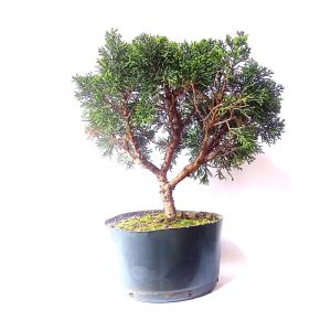 Pré Bonsai de Junípero Shimpaku