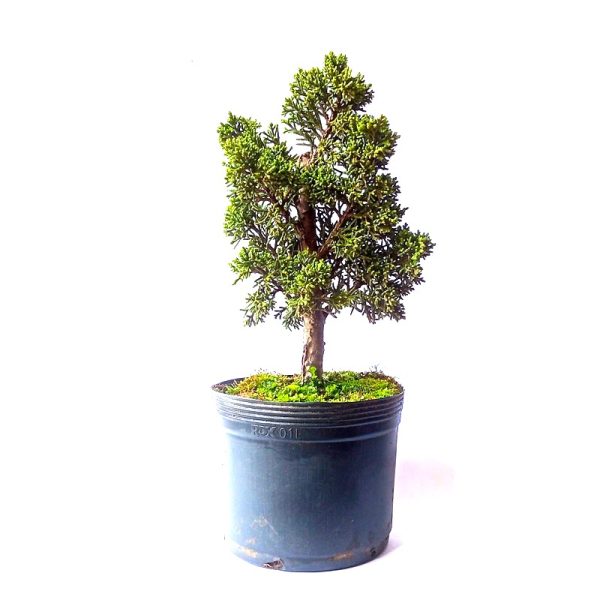 Pré Bonsai de Junípero Shimpaku