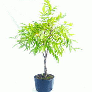 Pré Bonsai de Glicínia Lilás