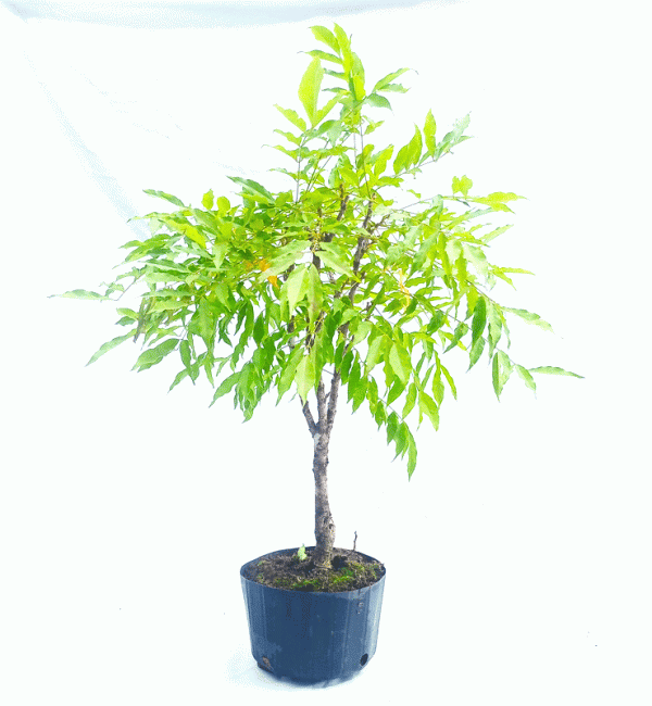 Pré Bonsai de Glicínia Lilás