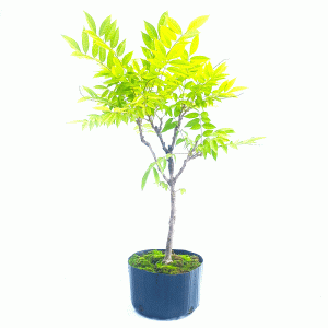 Pré Bonsai de Glicínia Lilás