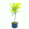 Pré Bonsai de Glicínia Lilás 4 anos - Imagem 2